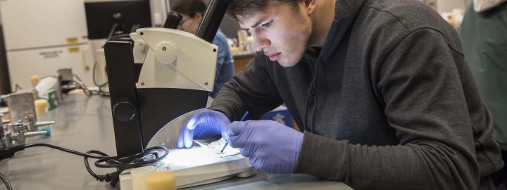 Biology student examining a sample on a lab scope.